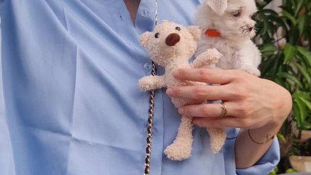 Super Cute Female Maltese